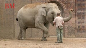 Elefant, Tiger und Co.: Pfleger tot - Eine traurige Tragödie im Zoo