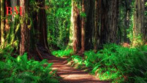 Sequoia National Park: Ein Naturwunder in Kalifornien