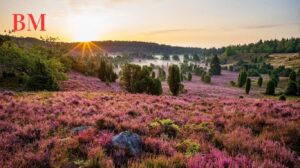 Ferienpark Lüneburger Heide: Ihr Perfekter Urlaubsort in der Natur