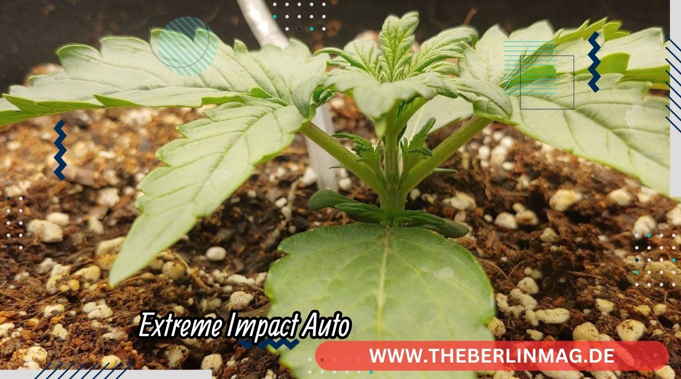 Extreme Impact Auto: Ein umfassender Leitfaden zu Heavyweight Seeds‘ Kraftvoller Sorte